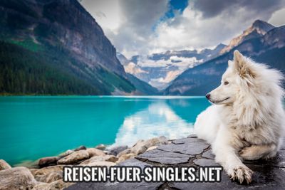 Reisen für Singles mit Hund | Die perfekte Urlaub mit Tier